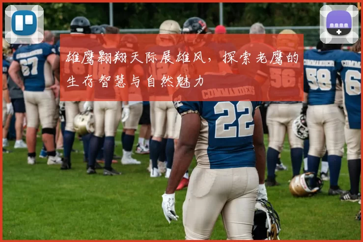 雄鹰翱翔天际展雄风，探索老鹰的生存智慧与自然魅力